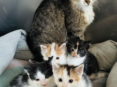 Mama SAKURA i jej małe kociaki szukają nowych domków-1
