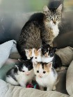 Mama SAKURA i jej małe kociaki szukają nowych domków