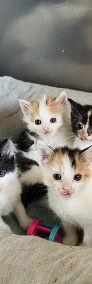 Mama SAKURA i jej małe kociaki szukają nowych domków-3