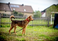 Wspaniała bezproblemowa KROMKA szuka dobrego kochającego domu   