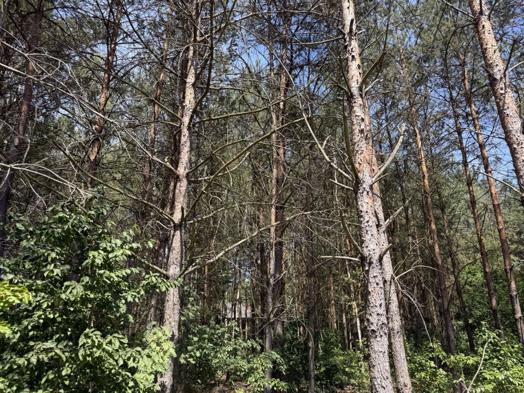 Urokliwa działka w Koloni Niesułków z pięknym laskiem - Widok 6