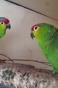 dorosłe pary: amazonki niebieskoczelne, zółtolice, papugi królewskie. -2