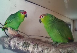 dorosłe pary: amazonki niebieskoczelne, zółtolice, papugi królewskie. 
