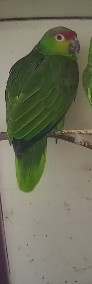 dorosłe pary: amazonki niebieskoczelne, zółtolice, papugi królewskie. -4