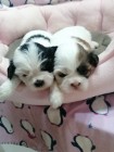 Pieski Shih Tzu z rodowodem