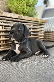 Cane Corso szczeniaki maści błękitnej ur. 06.09.2024-2