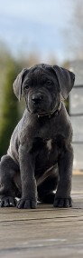 Cane Corso szczeniaki maści błękitnej ur. 06.09.2024-3