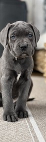 Cane Corso szczeniaki maści błękitnej ur. 06.09.2024-4