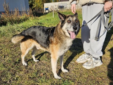 Rozbrajający psiak Rex szuka domu!-1