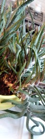 kaktus sukulent duży kwiatek doniczkowy wysokość 47 cm szerokość 80 cm-4