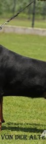 Rottweilery szczenięta rodowodowe (ZKwP-FCI) -krycie w Chorwacji-3