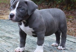 Fantásticos cachorros Pitbull para adopción