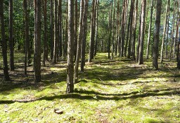 Działka rekreacyjna Radomsko Okolice