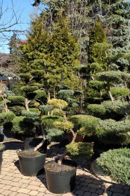 Drzewka Bonsai do ogrodu ,  Bonsai ogrodowe -cena  ,  śląsk-2