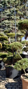 Drzewka Bonsai do ogrodu ,  Bonsai ogrodowe -cena  ,  śląsk-3