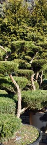 Drzewka Bonsai do ogrodu ,  Bonsai ogrodowe -cena  ,  śląsk-4