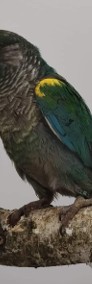 rudosterki zielonolice łatwo się oswajają i można nauczyć je mówić papuga -3