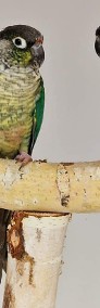 rudosterki zielonolice łatwo się oswajają i można nauczyć je mówić papuga -4