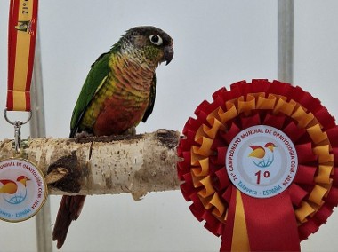 rudosterki zielonolice łatwo się oswajają i można nauczyć je mówić papuga -1