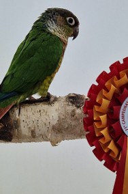 rudosterki zielonolice łatwo się oswajają i można nauczyć je mówić papuga -2