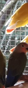 Młode papugi nierozłączki-3