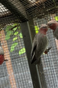 Kakadu Różowe z naturalnych lęgów -2