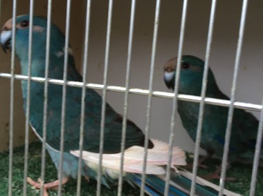 Papugi kozie Mondrolotki niebieskie para-1