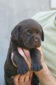 Labrador Retriever szczenie z rodowodem ZKwP, FCI Badania Genetyczne (pies)-2