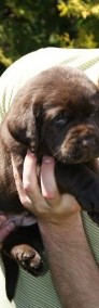 Labrador Retriever szczenie z rodowodem ZKwP, FCI Badania Genetyczne (pies)-3