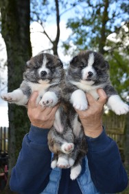 Akita Japońska , rodowodowe pręgowane suczki -2