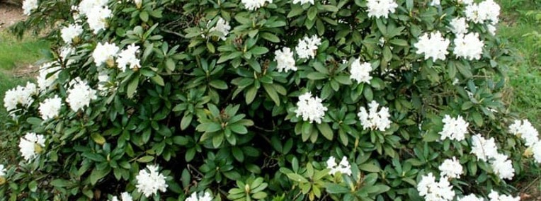Różanecznik Cunningham's White/Rhododendron 'Cunningham's White' C5-1