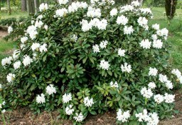 Różanecznik Cunningham's White/Rhododendron 'Cunningham's White' C5