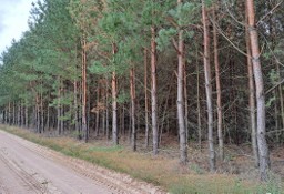 Działka leśna Łopacin