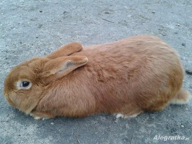 Samiec Nowozelandzki Czerwony króliki króle-1