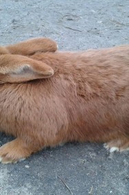 Samiec Nowozelandzki Czerwony króliki króle-2