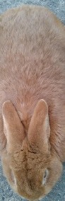 Samiec Nowozelandzki Czerwony króliki króle-4