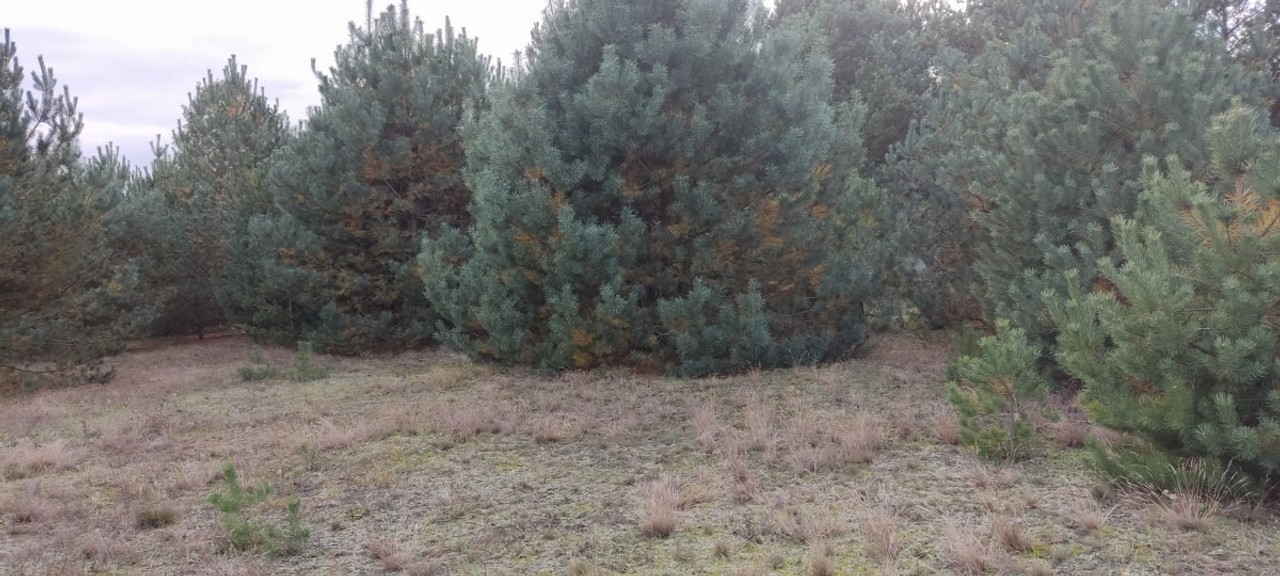 Działka z WZ, Zarośle Cienkie nr 47/9 - Widok 4