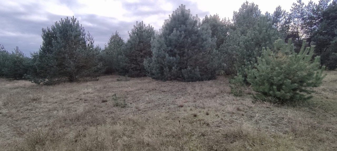 Działka z WZ, Zarośle Cienkie nr 47/9 - Widok 5