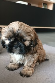 Śliczne shih tzu pieski-2