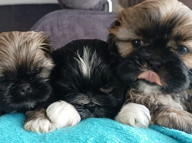 Śliczne shih tzu pieski-1