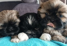 Śliczne shih tzu pieski