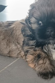 Śliczne shih tzu pieski-3