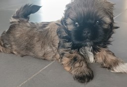 Śliczne shih tzu pieski