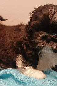 Śliczny piesek shih tzu-2