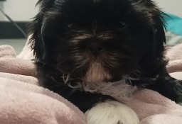 Śliczny piesek shih tzu