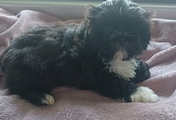 Śliczny piesek shih tzu