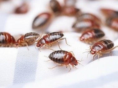 Dezynsekcja, usuwanie pluskiew i karaluchów-1