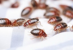 Dezynsekcja, usuwanie pluskiew i karaluchów