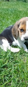 Sprzedam szczeniaczka rasy Beagle -4