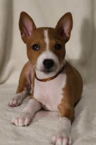 basenji ostatni chłopak-2